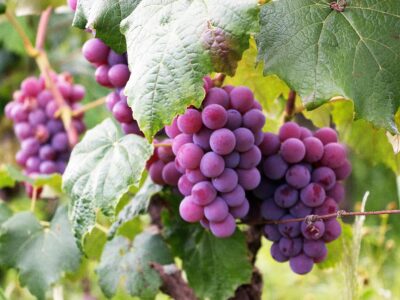Vineyard